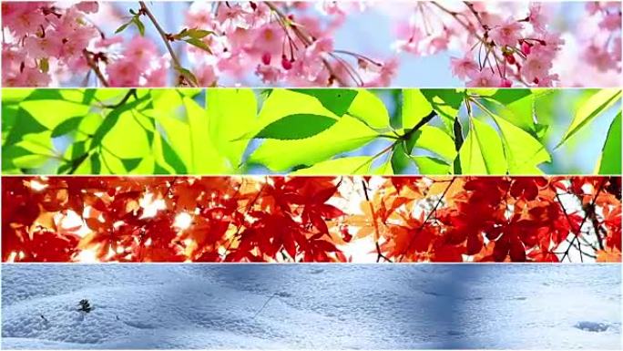 四季自然拼贴画。一年中不同时间的几个镜头。