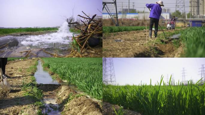 小麦灌溉
