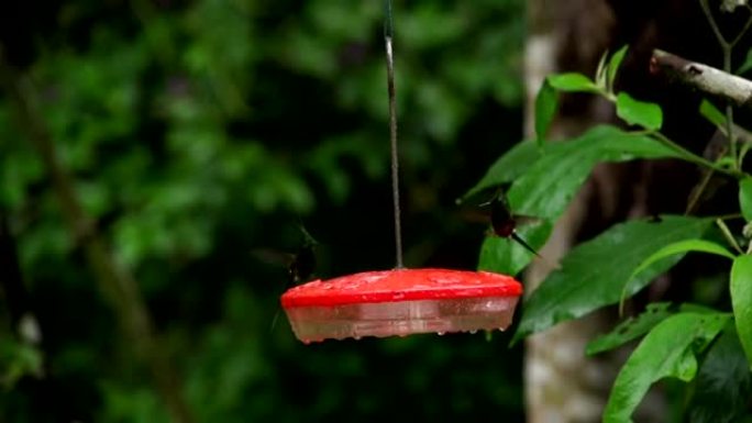 Birds_Hummingbirds_Ecuador_twowirecrestedthorntail