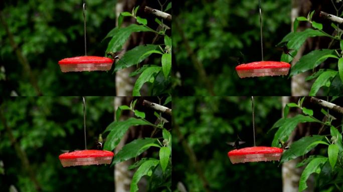 Birds_Hummingbirds_Ecuador_twowirecrestedthorntail