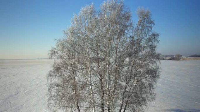 冬季乡村公园里有雪的树木
