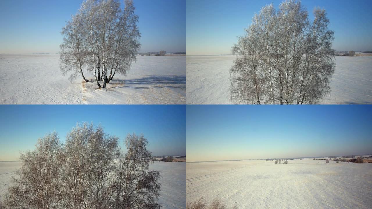 冬季乡村公园里有雪的树木