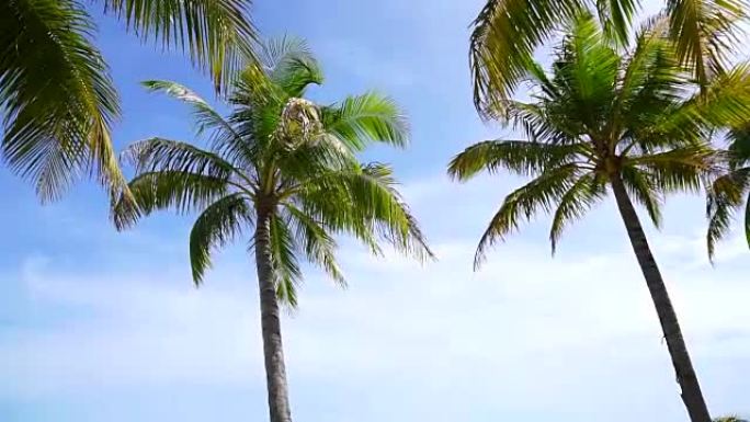 高清天堂岛概念。阳光照射下的椰树在美丽的热带海滩