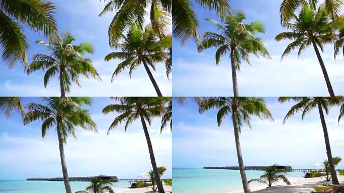 高清天堂岛概念。阳光照射下的椰树在美丽的热带海滩