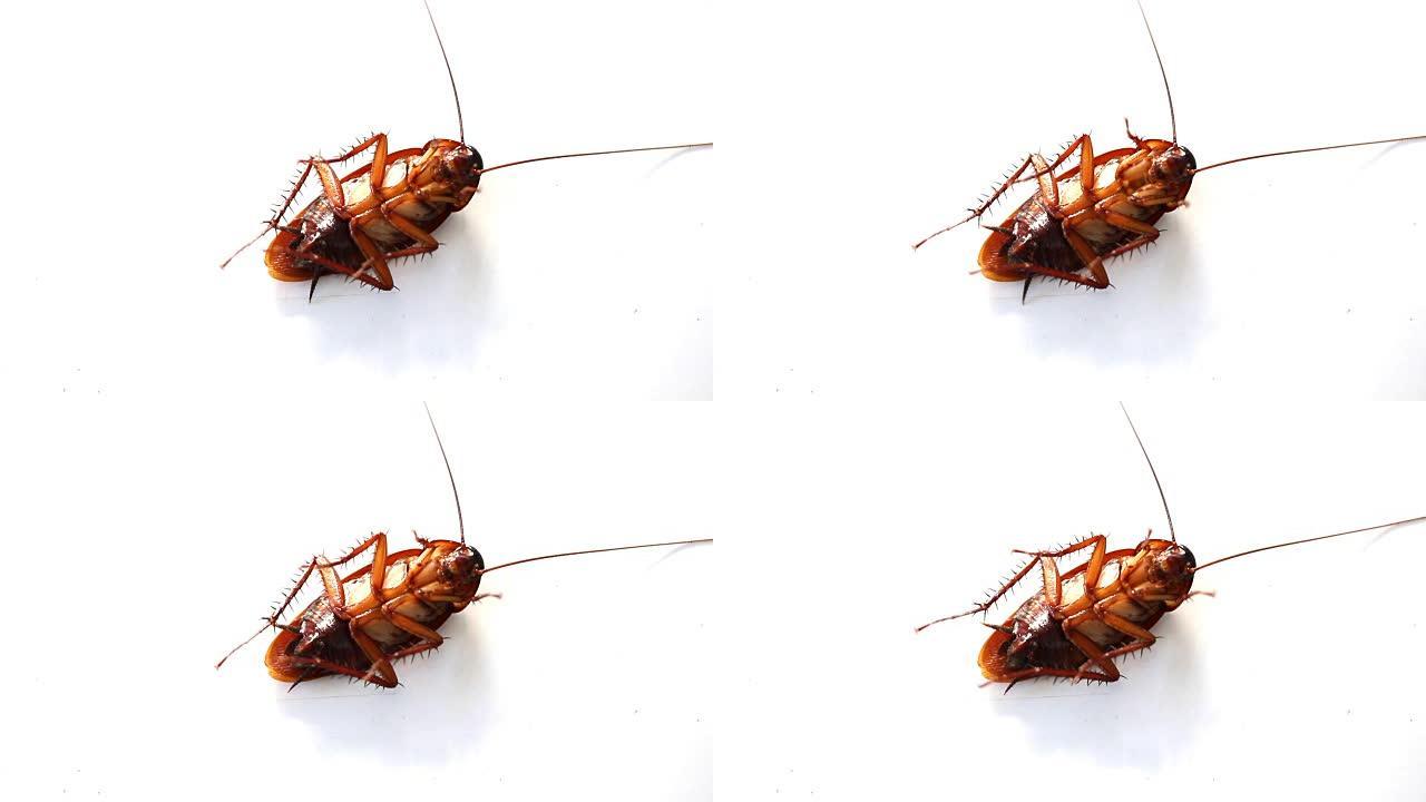 蟑螂垂死的白色背景在摄影棚拍摄