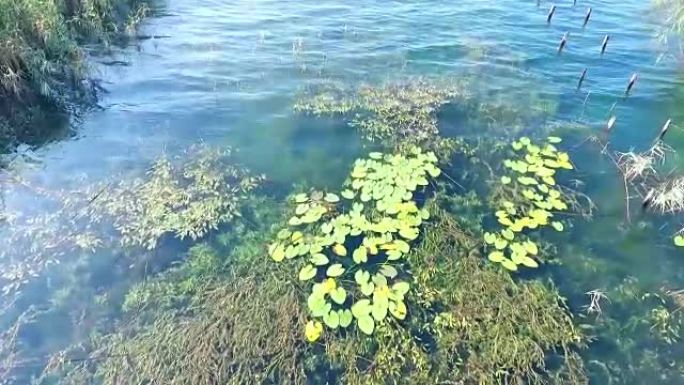 带有芦苇的河流的空中视频俯视图。土耳其的萨潘卡湖，带湖和莲花的旧木墩