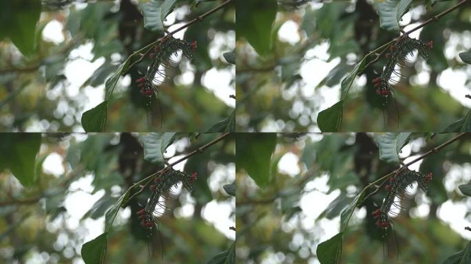 蝴蝶蠕虫停在树枝上
