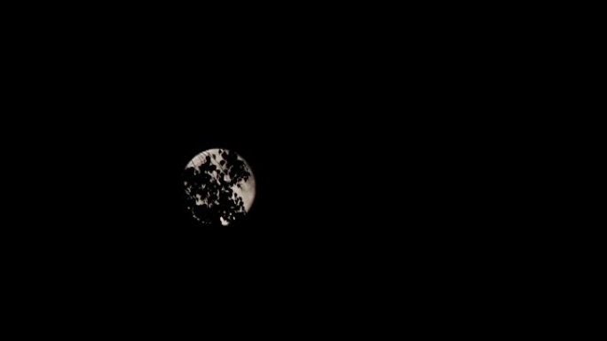 树木上空的夜空中的满月