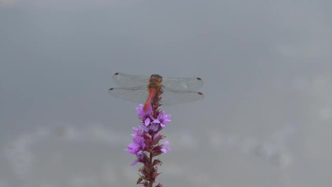 池塘上的蜻蜓