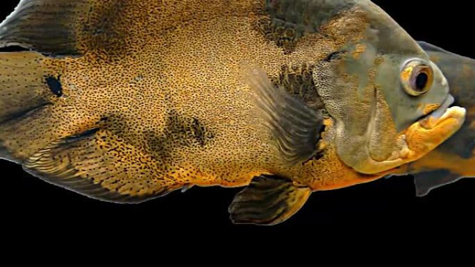 亚马逊热带鱼-老虎奥斯卡，黑色背景，色度键