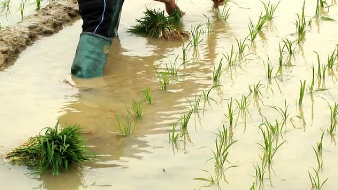 农民在田间种植水稻
