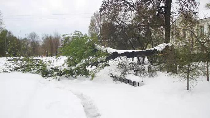 春天4月的异常天气。暴风雪后倒下的树木