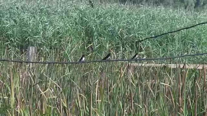 沼泽河上的鸟类