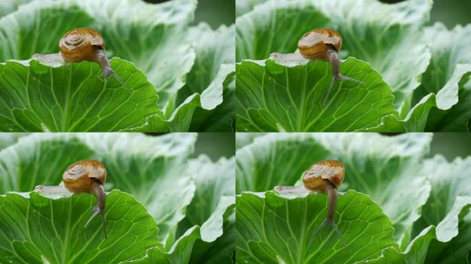 小蜗牛在雨中爬在白菜叶上。