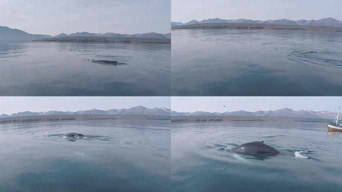 在游船旅行中看到的大型野生蓝鲸