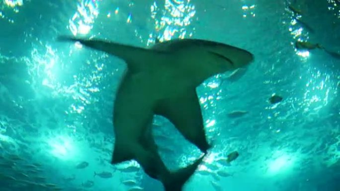 灰礁鲨的水下拍摄，近距离相遇