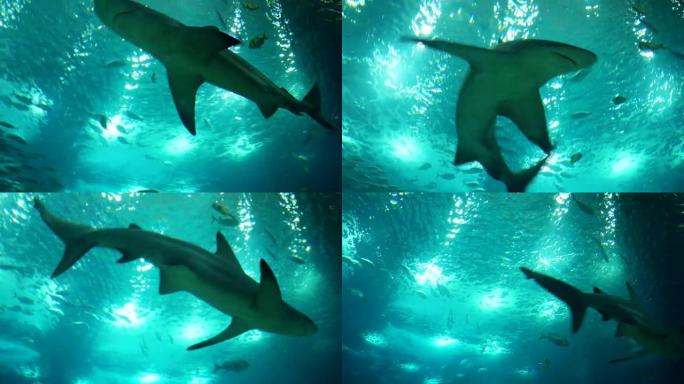 灰礁鲨的水下拍摄，近距离相遇