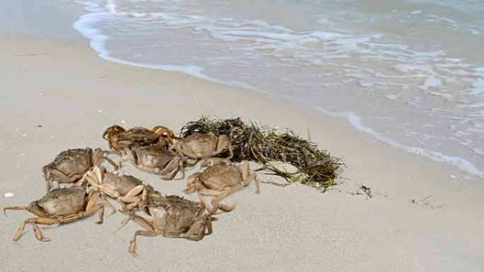 海滩上的螃蟹。在海滩上射击。