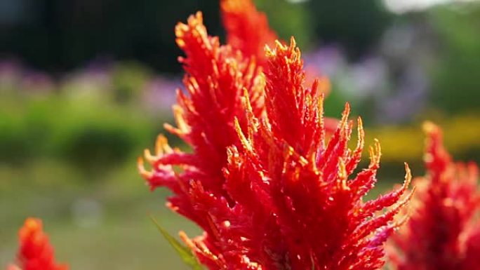 关闭红色的Celosia，羽绒的Celosia，羊毛花与早晨的太阳