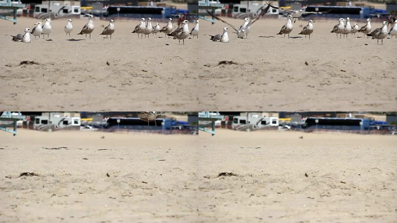 一群坐立在沙滩上的海鸥