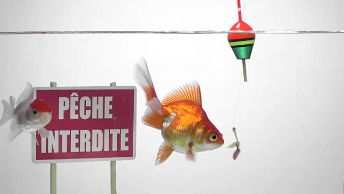 金鱼在法国禁止钓鱼标志前游泳