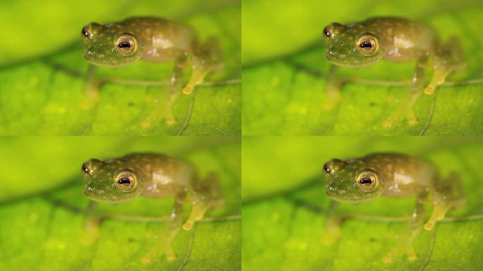 玻璃蛙 (Hyalinobatrachium sp。)