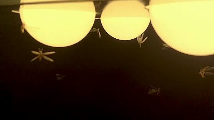 飞蛾白蚁和昆虫在玩耍，夜间在光线周围飞行