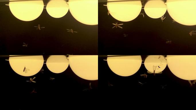 飞蛾白蚁和昆虫在玩耍，夜间在光线周围飞行