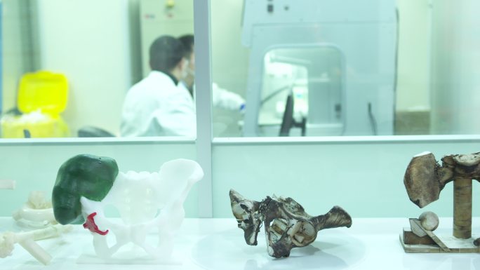 科研 高科技3d打印骨模型 医学研究中心