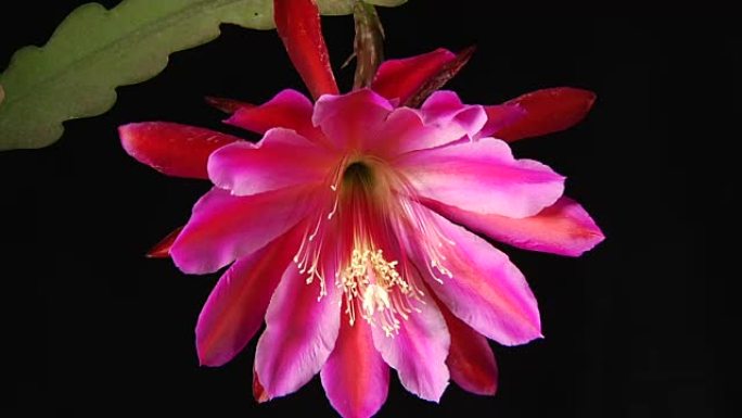 粉红兰花仙人掌，Epiphyllum 'Pink'，盛开，延时
