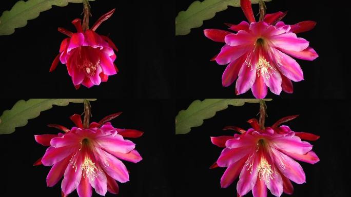 粉红兰花仙人掌，Epiphyllum 'Pink'，盛开，延时