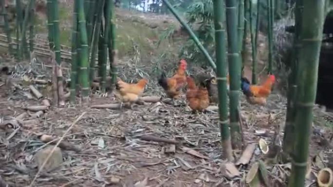 竹林中的鸡