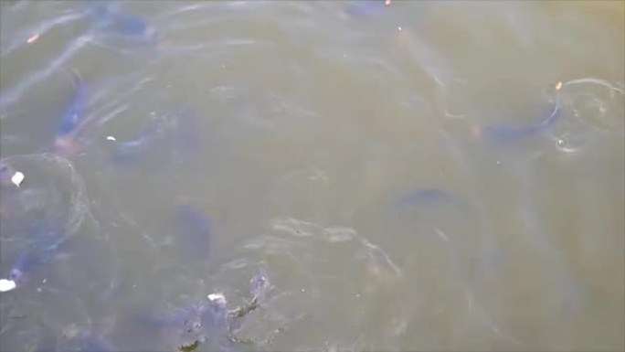 在运河中喂鱼