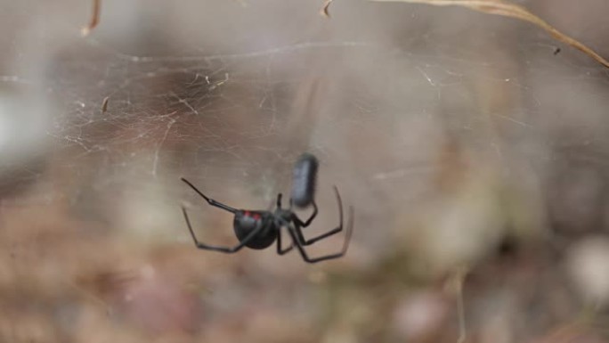 黑寡妇蜘蛛-4K