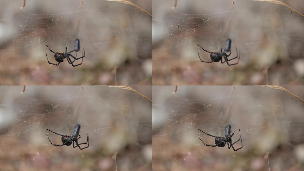 黑寡妇蜘蛛-4K