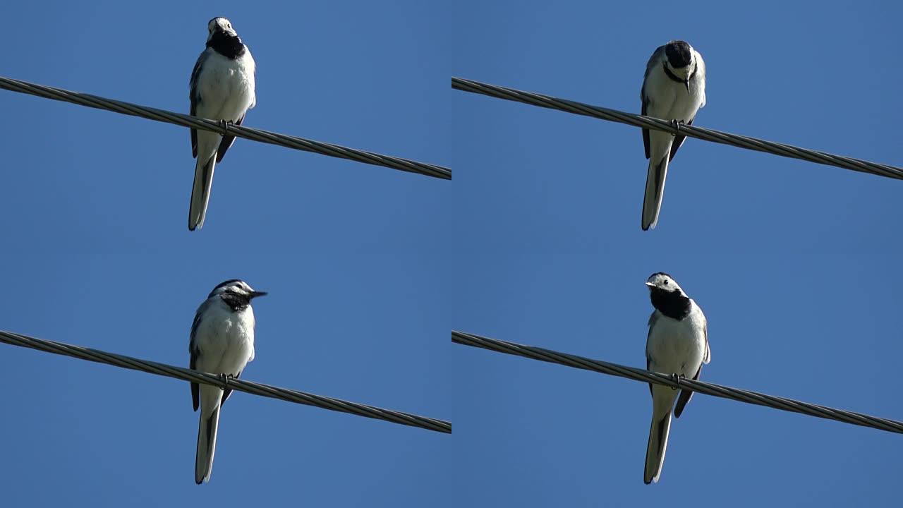 白色wagtail Motacilla alba on wire