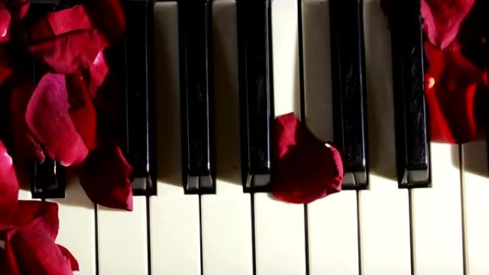 钢琴琴键上的玫瑰花瓣。风吹走玫瑰花瓣