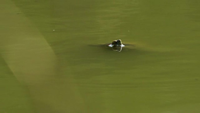 Llobregat河中的乌龟头-入侵的佛罗里达乌龟