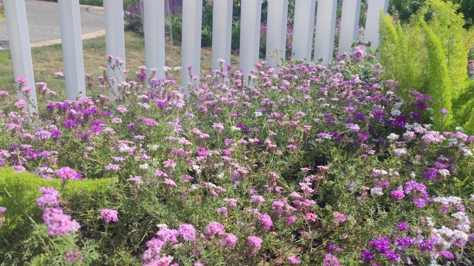 四川省德阳市旌阳区柳梢堰湿地公园