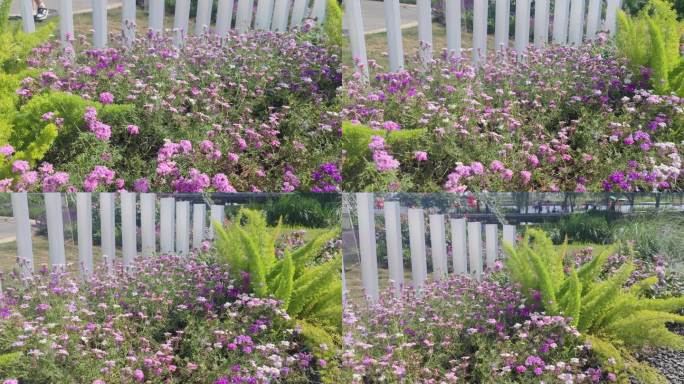 四川省德阳市旌阳区柳梢堰湿地公园