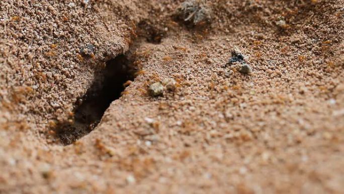 地上有洞的蚂蚁
