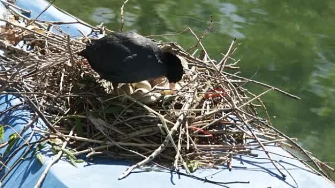 湖巢中的Coot保护鸡蛋