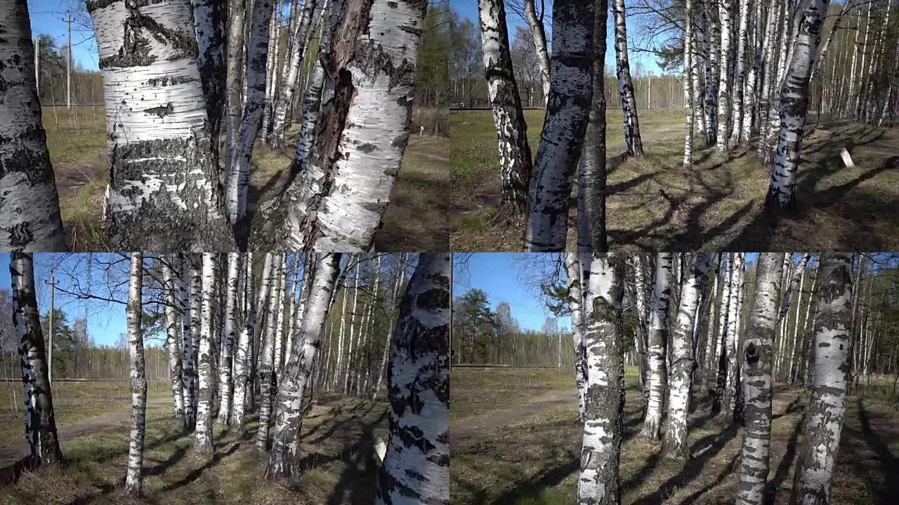 相机在木头上穿过白色的桦树树干