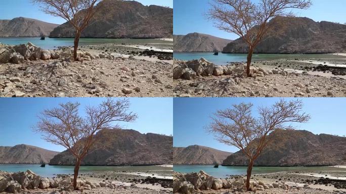 孤独树、阿曼苏丹国、穆桑丹半岛、阿曼湾