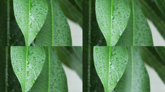 关闭落在绿叶上的雨滴。