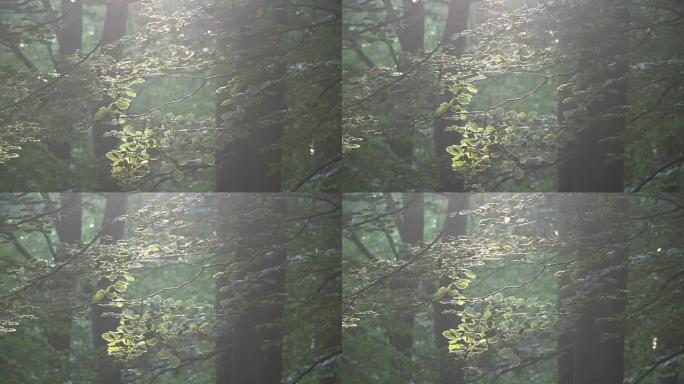 观叶林中的阳光，山毛榉林，落叶林，fagus，Buchenwald，Spessart，4K
