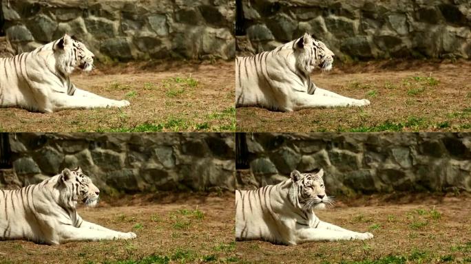 白色母老虎