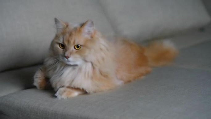 沙发上的姜猫