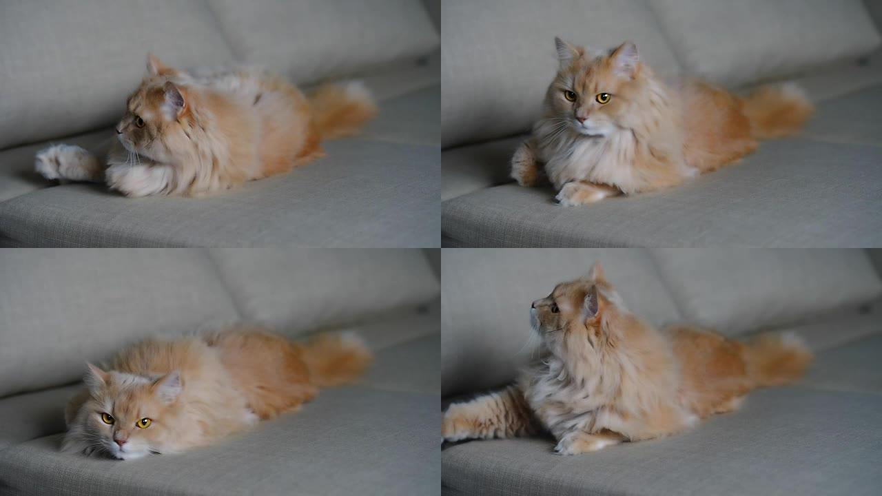 沙发上的姜猫