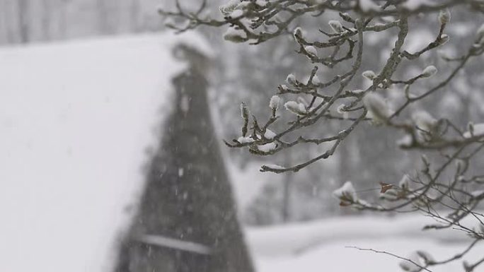 冬季树，雪落，在富山，日本